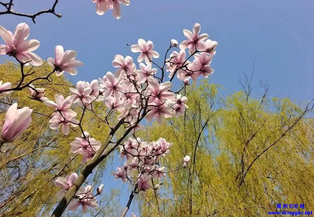 滕州微山湖红荷湿地 | 红荷湿地女神节特惠，邀你共赴微湖浪漫之约~~~