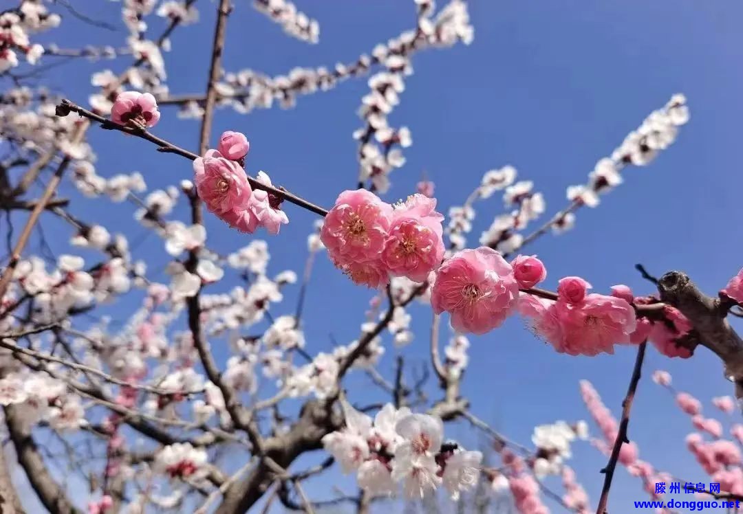 滕州微山湖红荷湿地 | 红荷湿地女神节特惠，邀你共赴微湖浪漫之约~~~