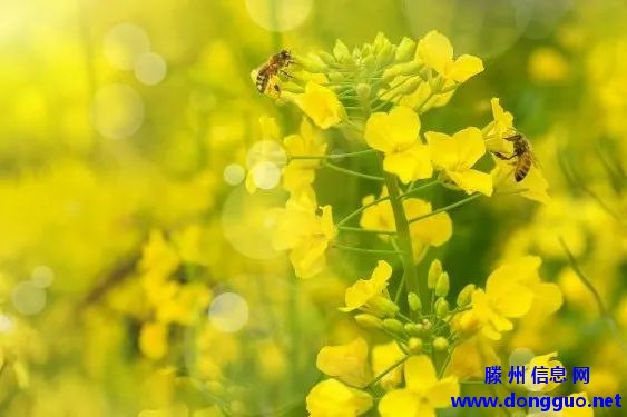 不必远行！滕州千亩金色油菜花海已盛放！